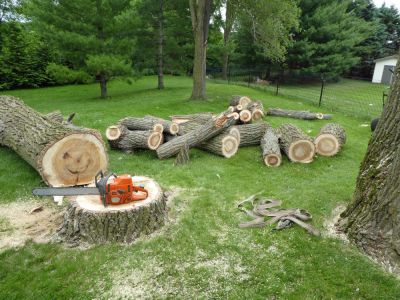 Get the Removed Tree Cut Into Pieces