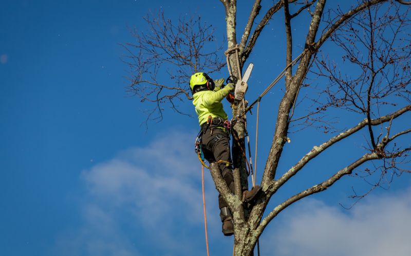 Tree Removal Service