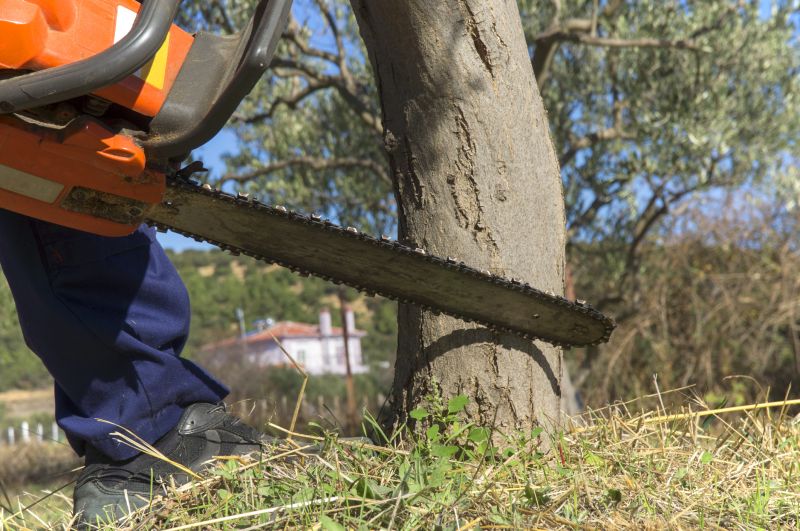 Dead Tree Removal in Duluth, MN
