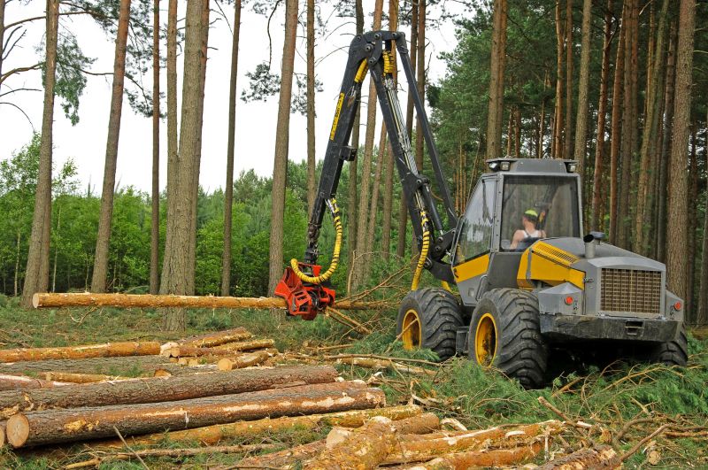 Pine Tree Clearing in Gwinnett County, GA