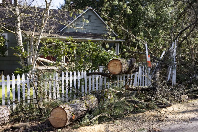 Tree Removal Service Cost — Cost of Tree Removal Service