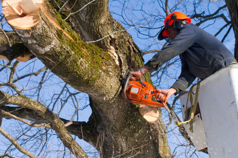 Tree Removal Service Cost — Cost of Tree Removal Service