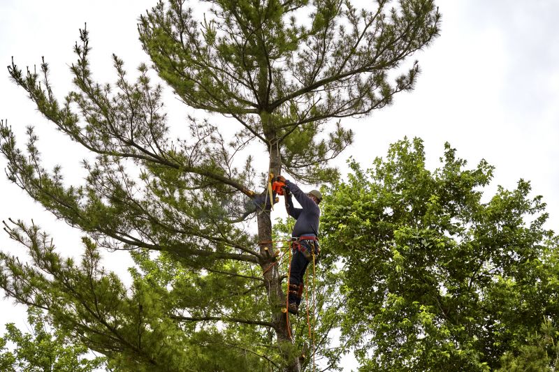 Tree Climbing and Rigging