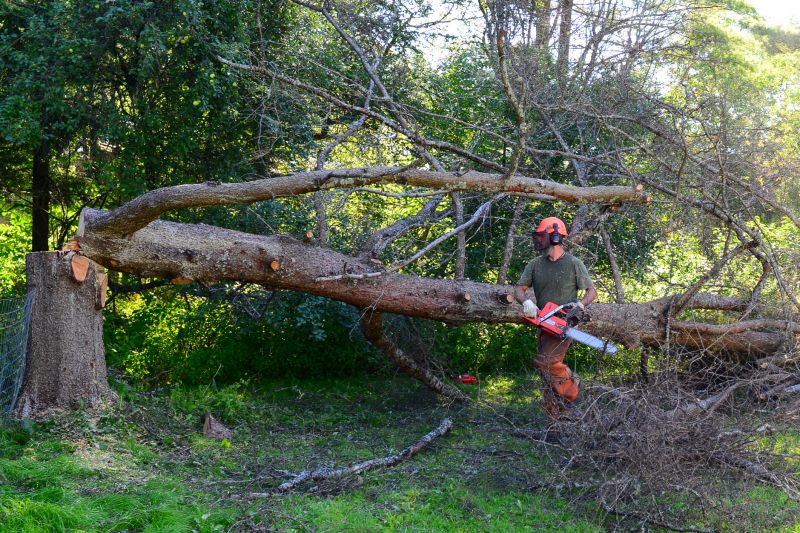 Tree Cutting in Winter