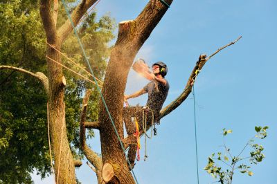Professionals Can Climb Into the Tree