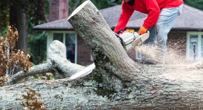Tree Removal Services