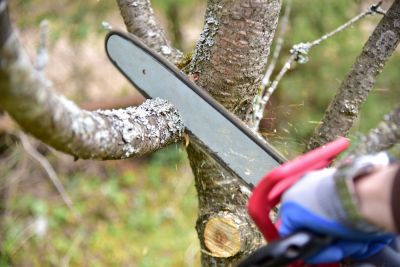 Tree Trimming Services